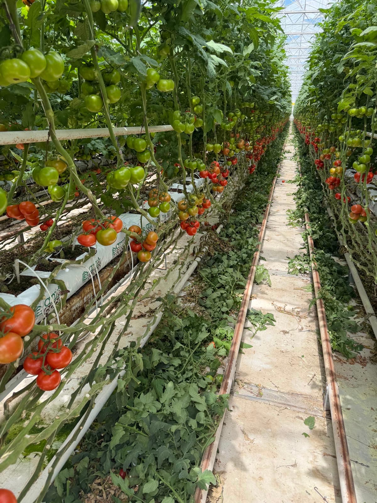 Sıra üzerinde farklı olgunlukta salkımlar
