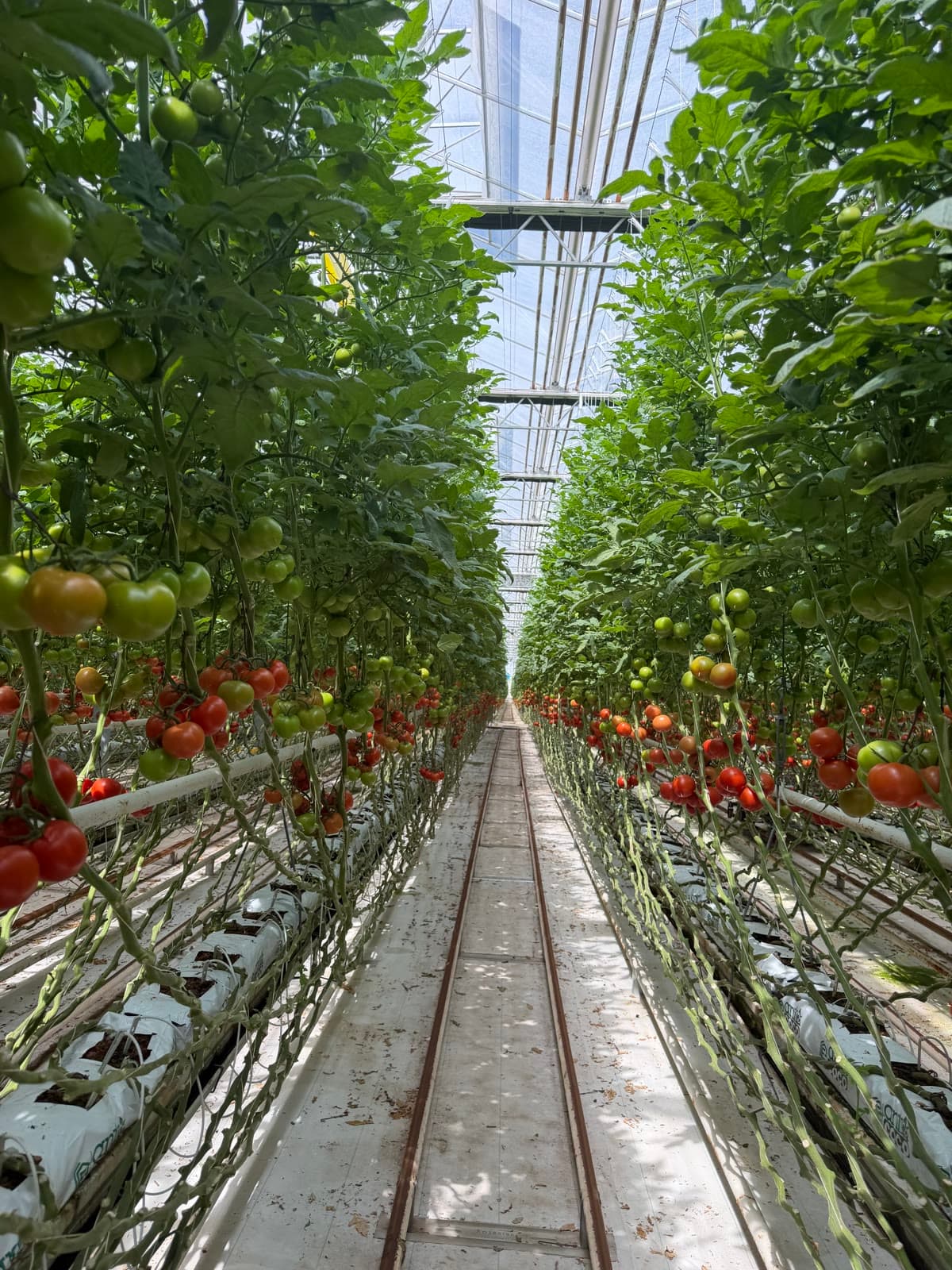 Coco substrat torbaları üzerinde yükselen domates sıraları, damla sulama hatları
