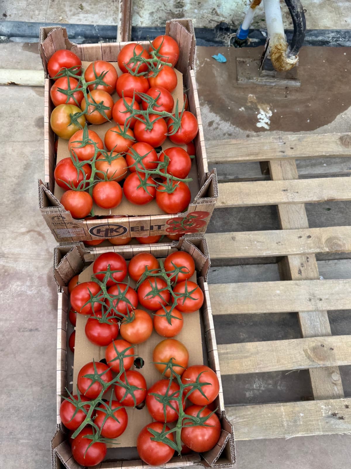Salkım domates dolu açık karton koliler